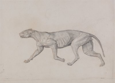 Vergleichende anatomische Darstellung der Struktur des menschlichen Körpers mit der eines Tigers und einer Kuh von George Stubbs